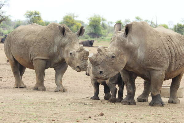 South Texas Trained Dogs Keeping Rhino Poachers At Bay In South