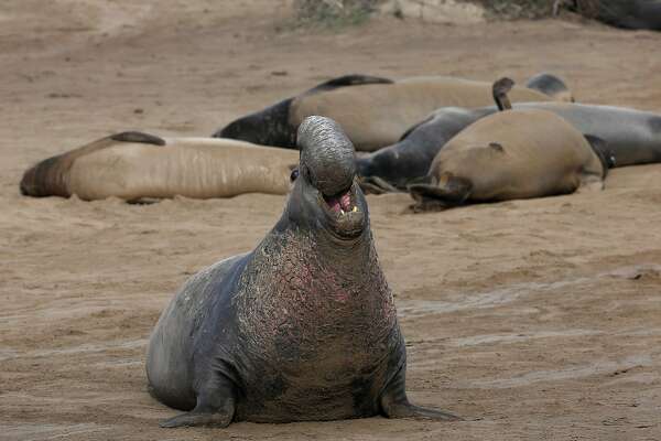 Marine Mammal Protection Act Has Helped Shark Seal Otter