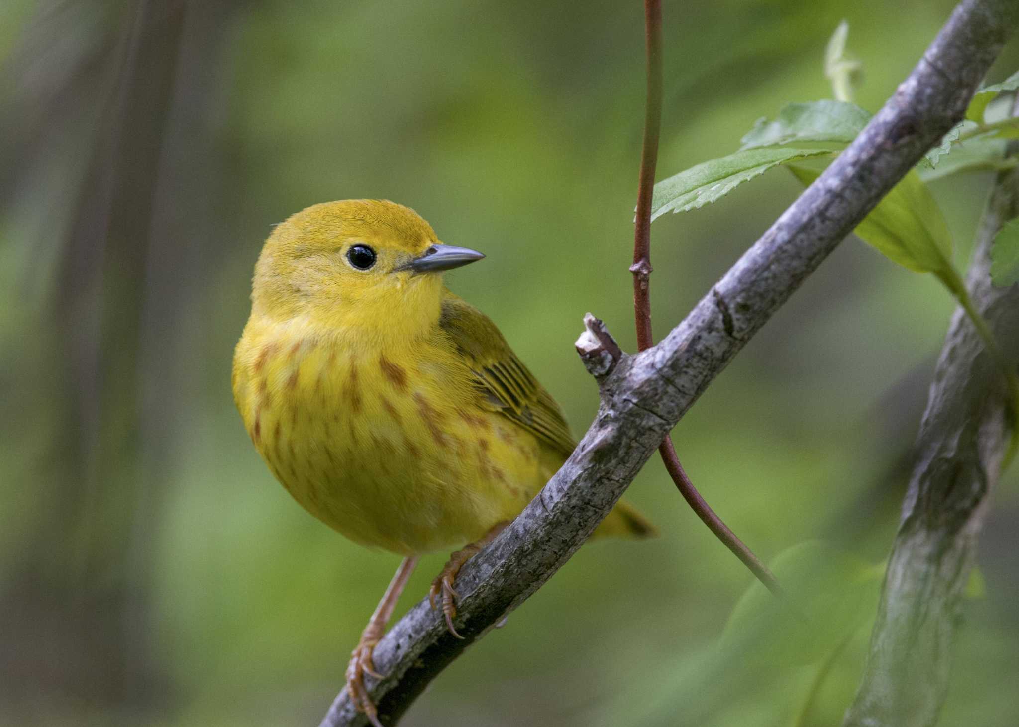 Audubon study: Climate change to destabilize hundreds of bird populations - Greenwich Time