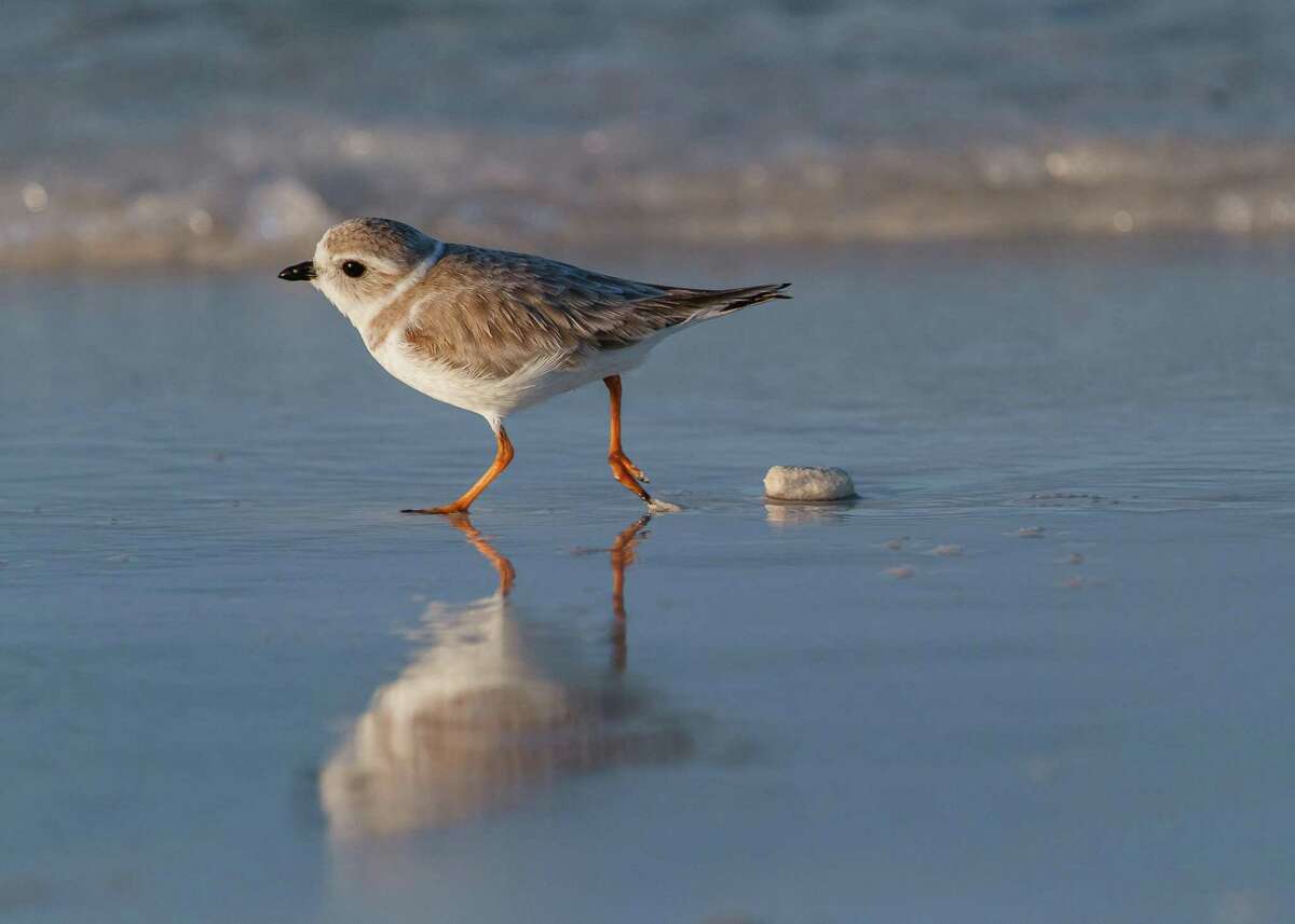 The piping plover is one of the 389 bird species in North American threatented by extinction due to global warming.