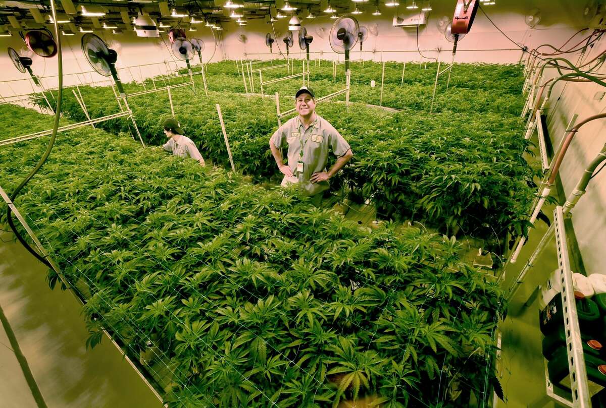 Advanced Grow Labs CEO David Lipton, right, stands high in a Flower Room that was modified to grow more marijuana plants by using rolling bench tables to better utilize the square footage of the room. Tyler McKinley, an AGL production team member, left, opens up the canopy of the cannabis plant so light my penetrate the lower flowering sights of the plant. Expansion of space at Advanced Grow Labs of West Haven, one of four marijuana growers in Connecticut that supply medical marijuana, is important to meet the supply and demand of the product.