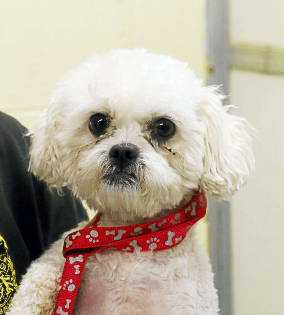 32 pet Chase poodle