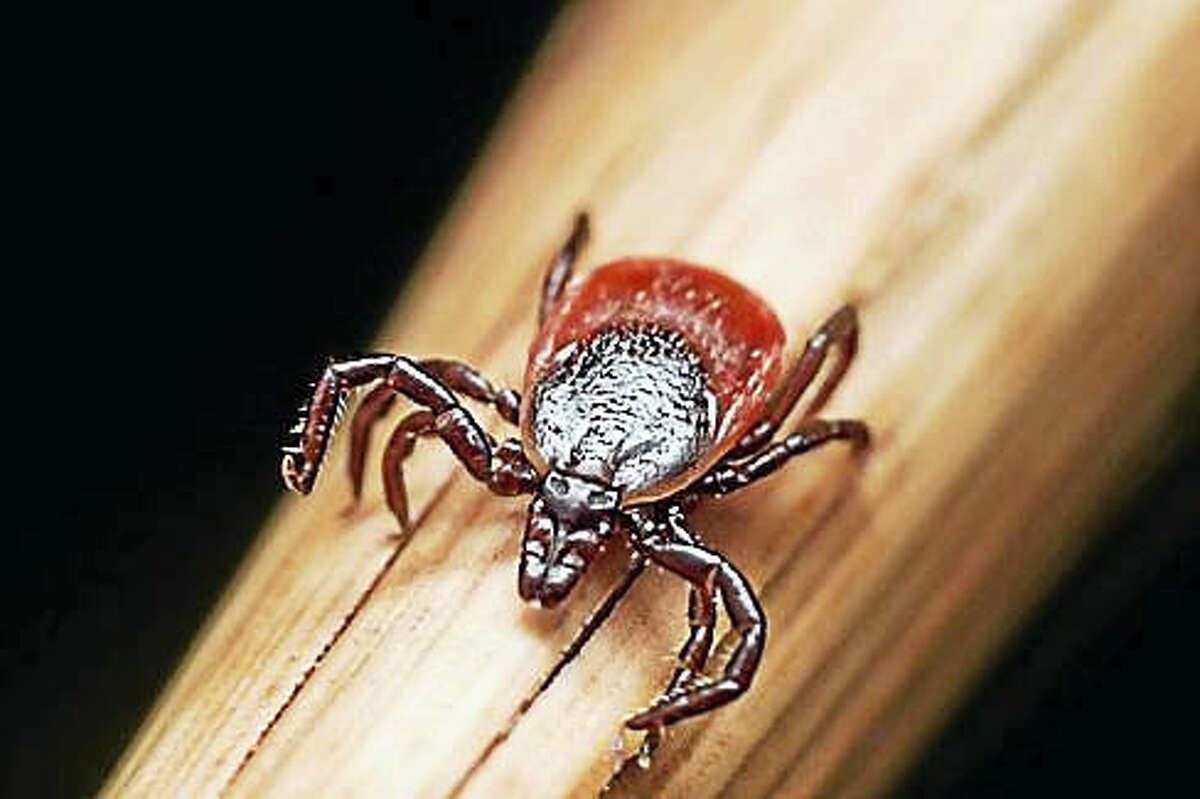 A deer tick sits on a piece of straw.