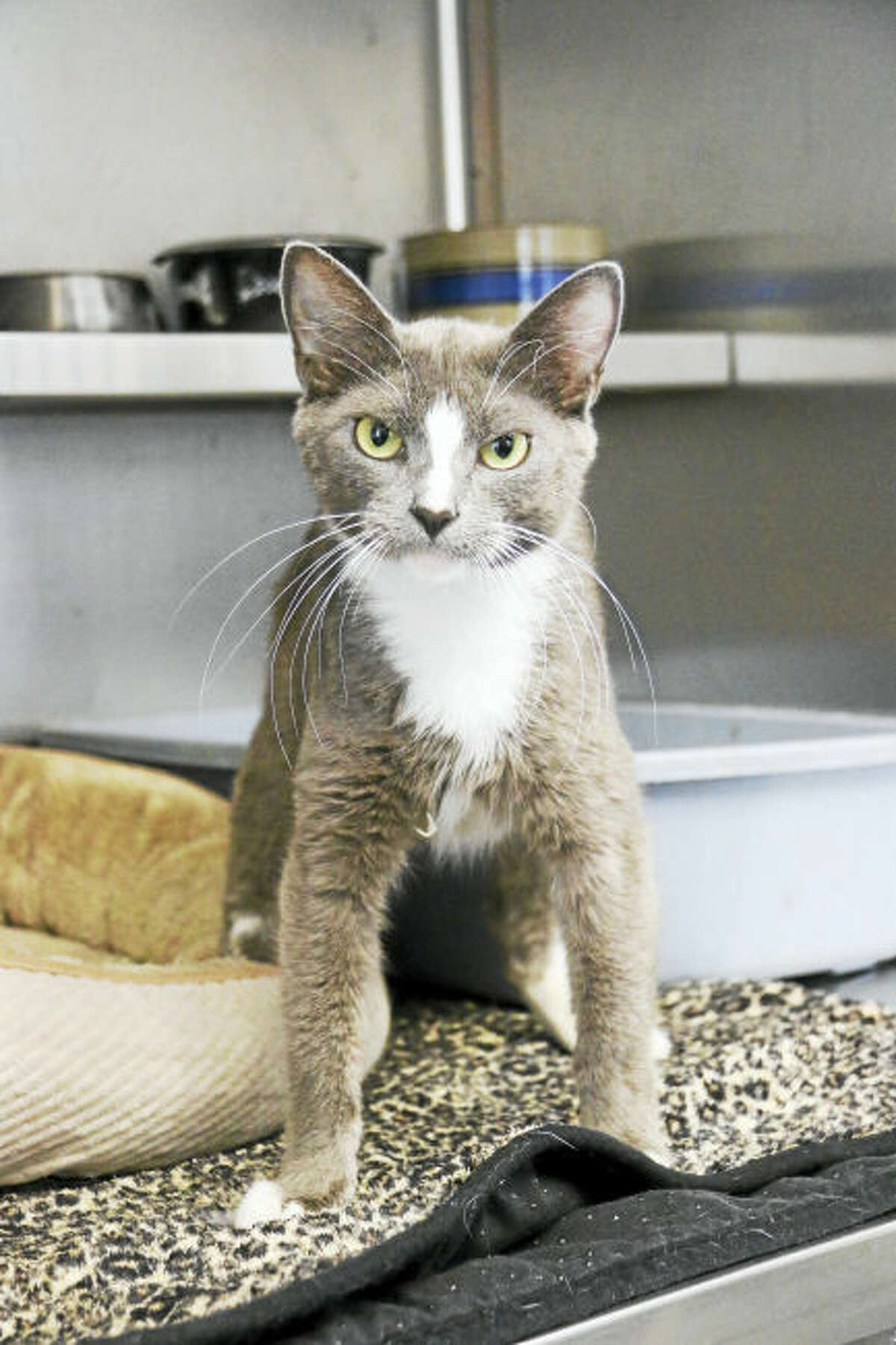 518 pet cat Cindy