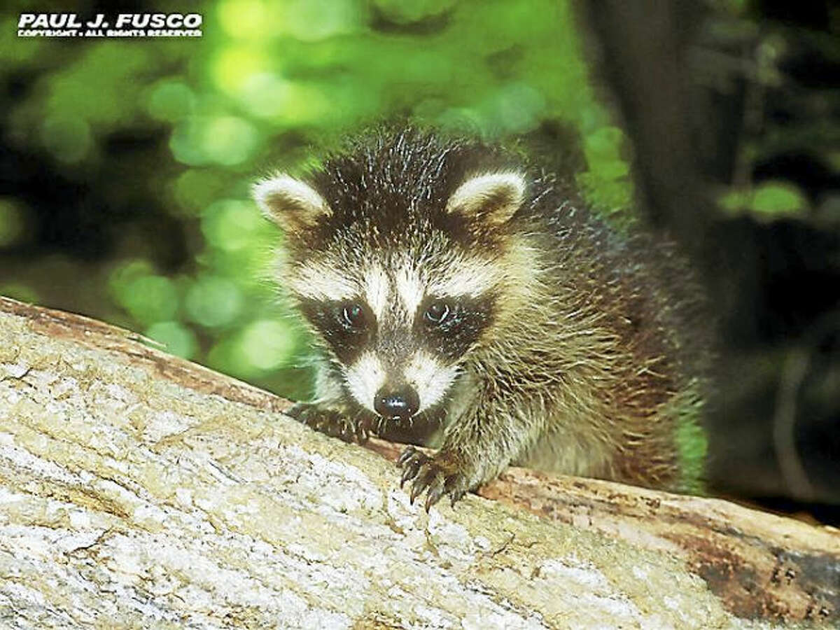 This young raccoon may look cute, but it is still a wild animal and should not be handled, according to the DEEP. Direct contact may result in exposure to rabies or other diseases carried by wildlife.