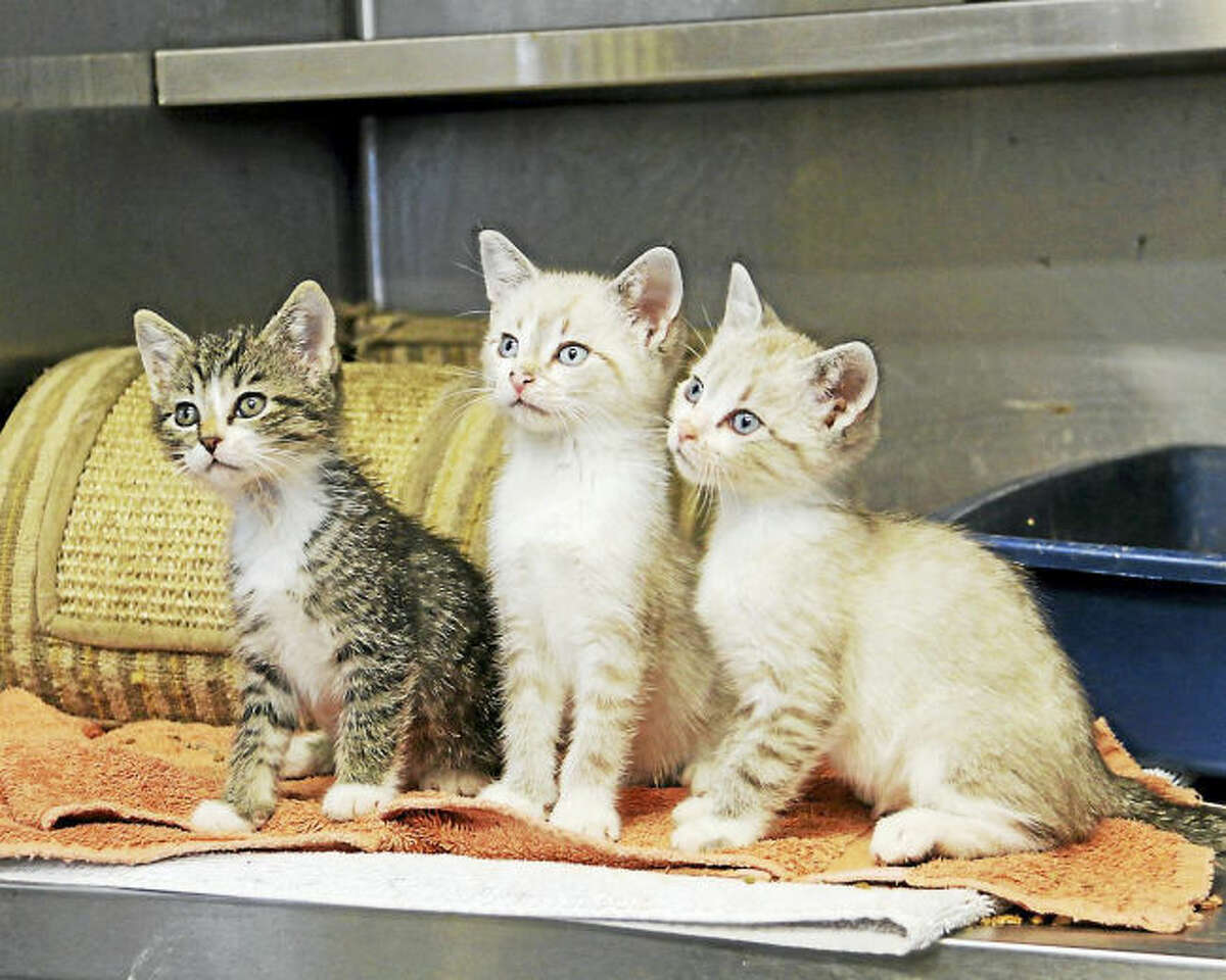 CONTRIBUTED PHOTO/FRED DRAY Kittens ready for new homes.