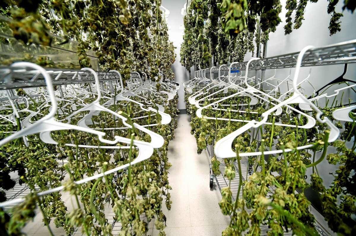 (Peter Hvizdak - New Haven Register) ¬ The drying room of the medical marijuana production facility, Advanced Grow Labs in West Haven, Connecticut, September 15, 2015. Advanced Grow Labs is one offour legalized growers of marijuana in Connecticut for the palliative use of pharmaceutical quality marijuana by Connecticut's healthcare system and its dispensaries for qualifying patients. The useof medical marijuana in Connecticut was legalized in 2012. ¬