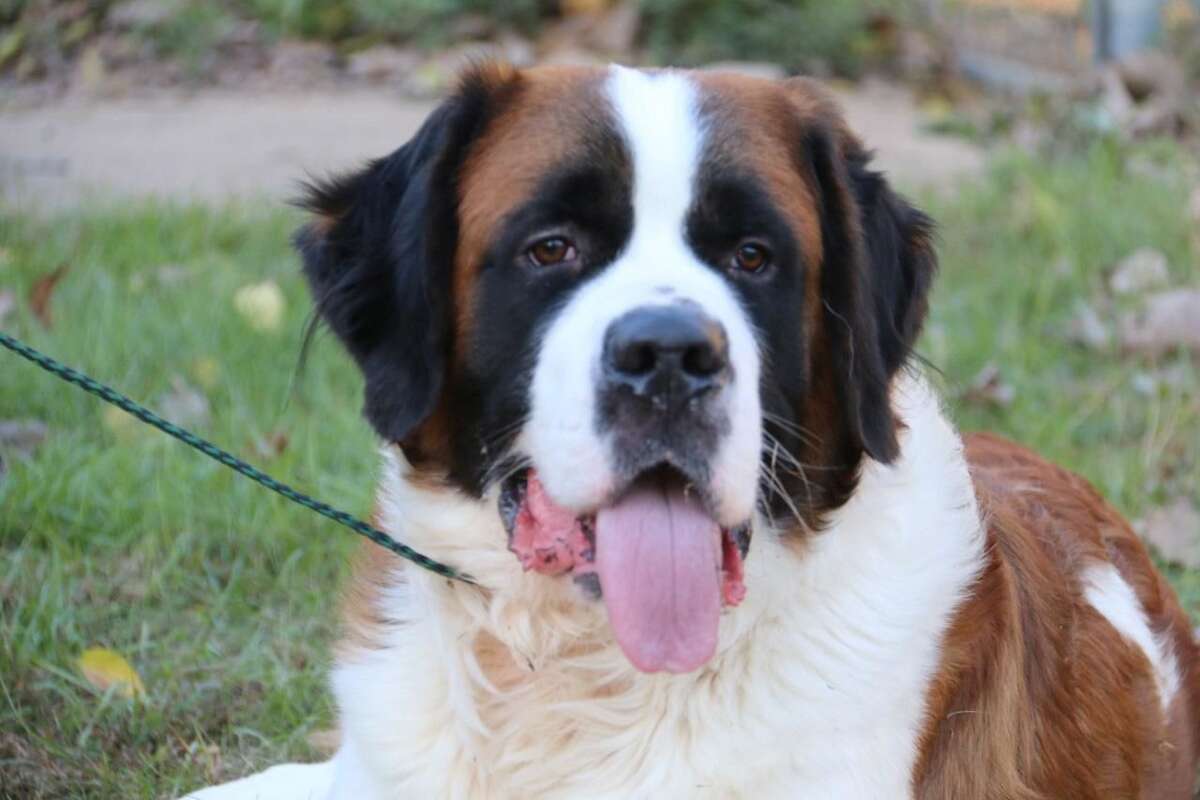 Beau