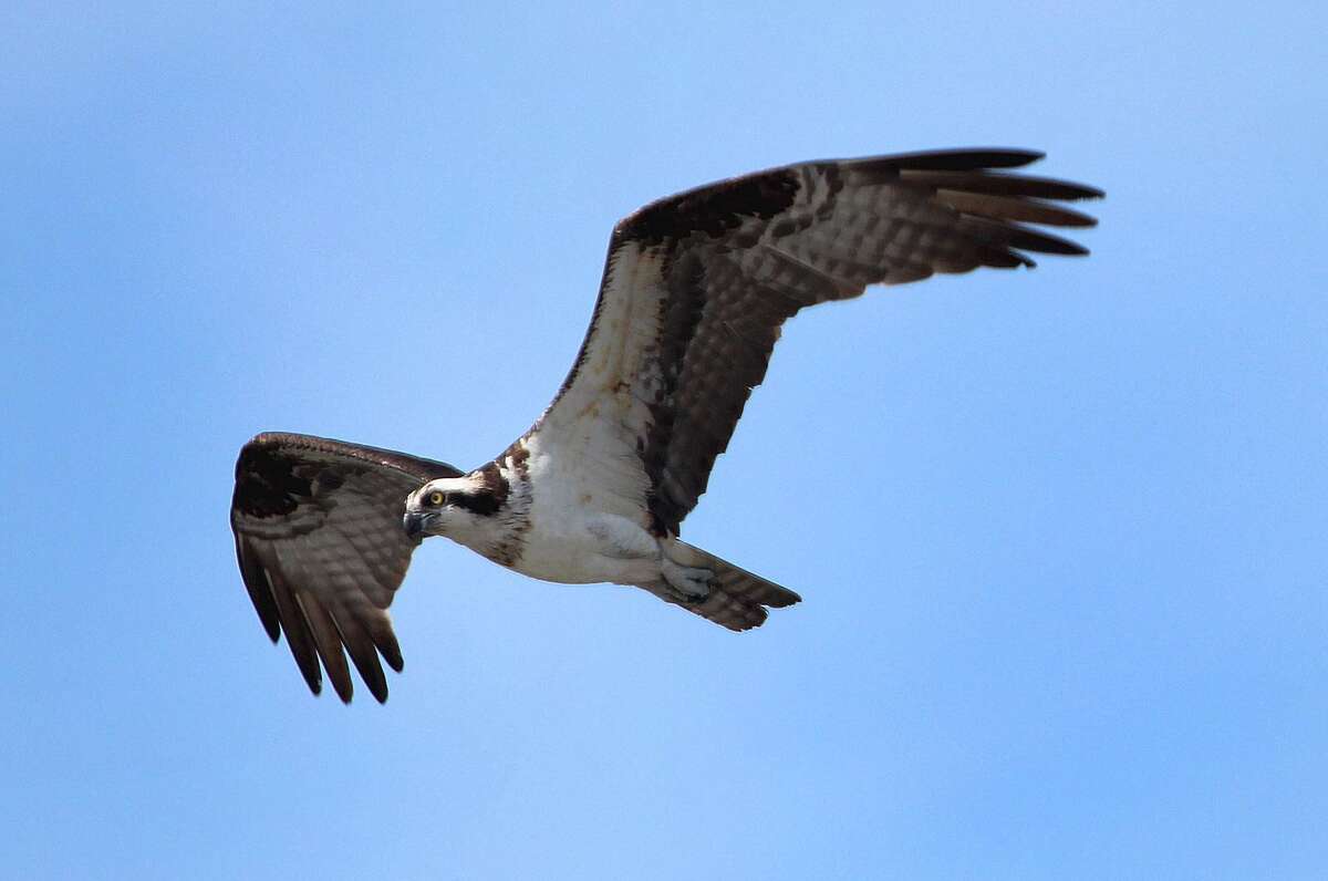 An Osprey soars over the Norwalk River in Norwalk.