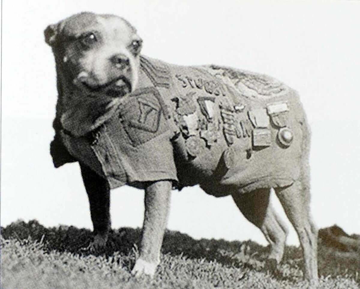 Stubby the World War I hero dog, Yale University football mascot.