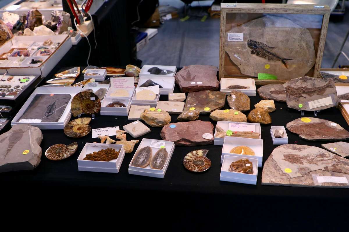 Some of the fossils available at the New Haven Mineral Club show included fish, ferns, shark teeth and footprints.