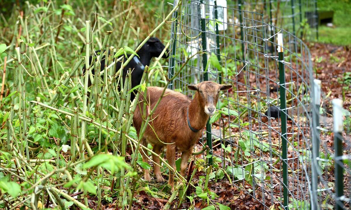 Goats eat invasive plants in a 2.5 acre section of Edgewood Park in New Haven on Thursday.