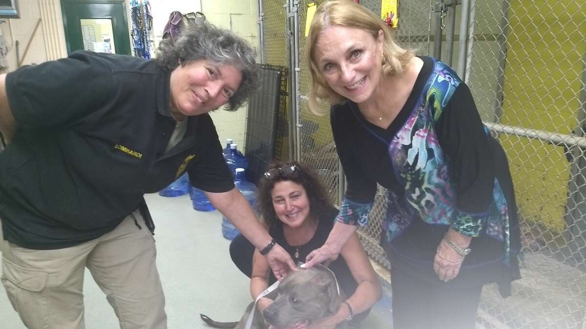 From left, Animal control officer Karen Lombardi, animal advocate and volunteer Laura Torrence and First Selectwoman Beth Heller are thrilled that a recent $100,000 donation will benefit animals like Buddy, who was emaciated when picked up as a stray and has gained 14 lbs.