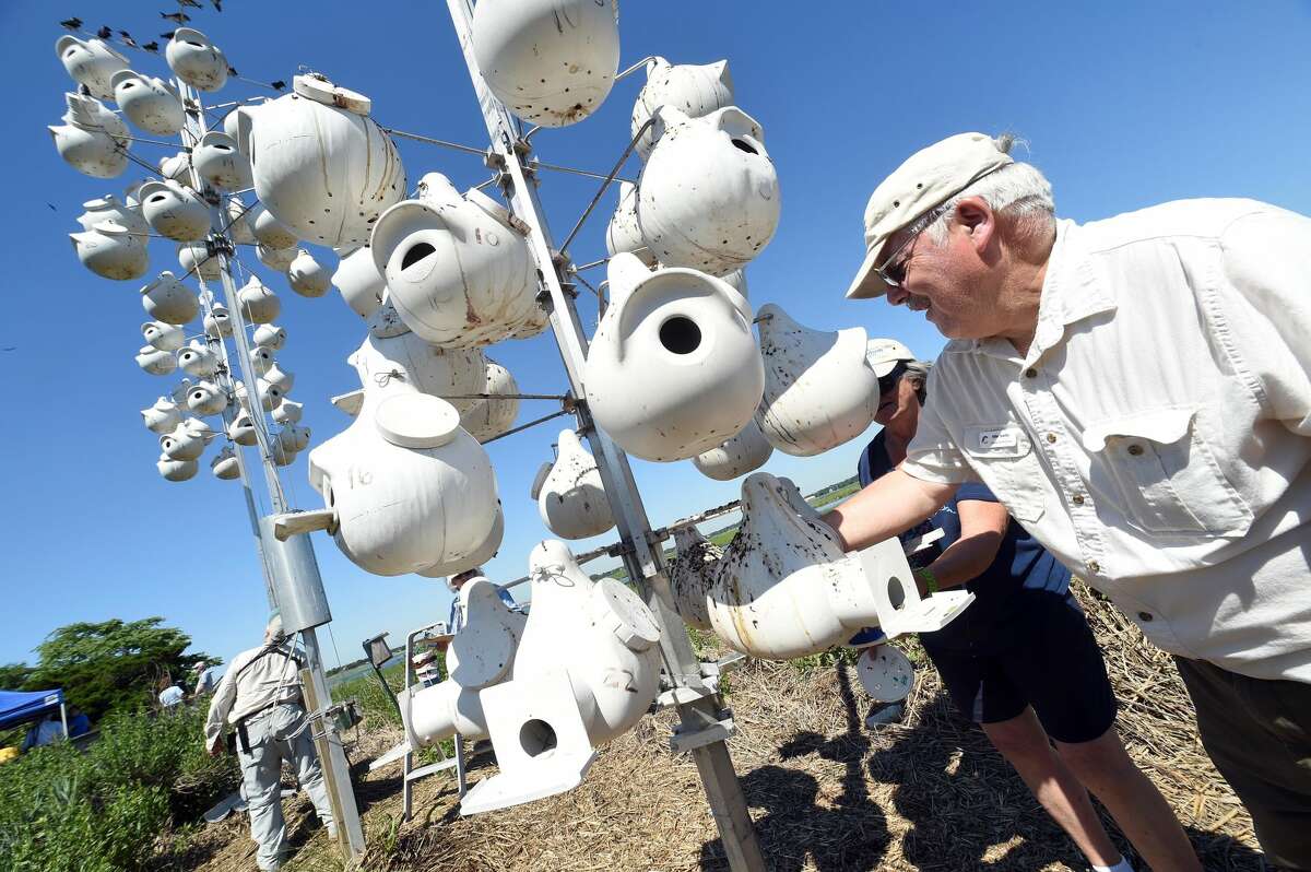 Mike Aurelia takes young Purple Martins out of their nests at the Connecticut Audubon Society Coastal Center at Milford Point in Milford for banding.