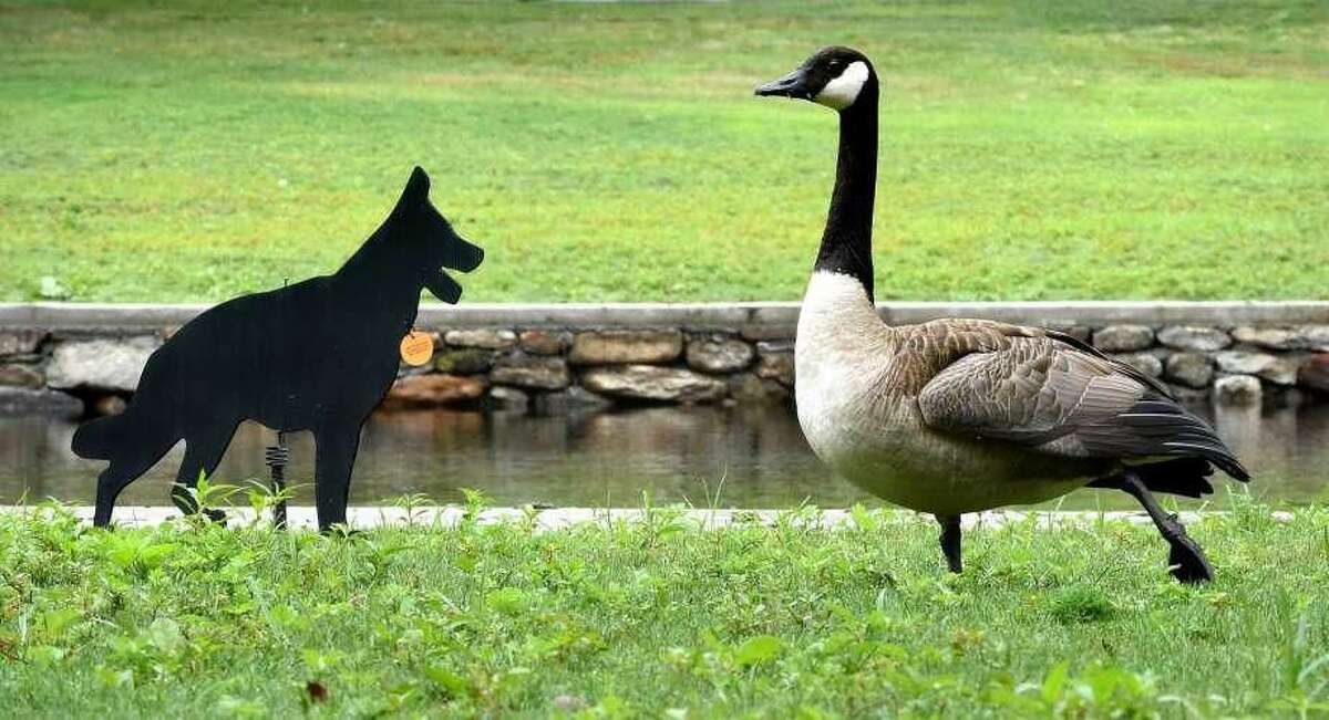 A Canada goose ignores a dog decoy at the North Street Duck Pond in Milford. The problem of Canada geese was the subject of Mayor Benjamin Blake's State of the City speech