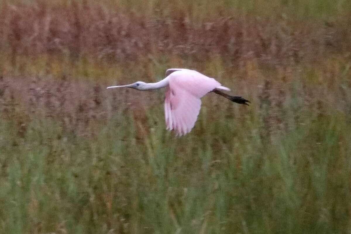 A roseate spoonbill, a waterbird rarely seen this far north, has made an appearance in the marsh at the mouth of the Housatonic River. Photo courtesy of Bruce Finnan.