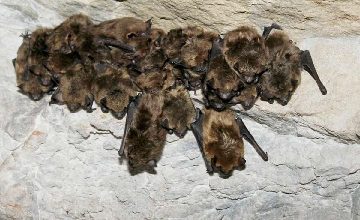 Big brown bats during hibernation.