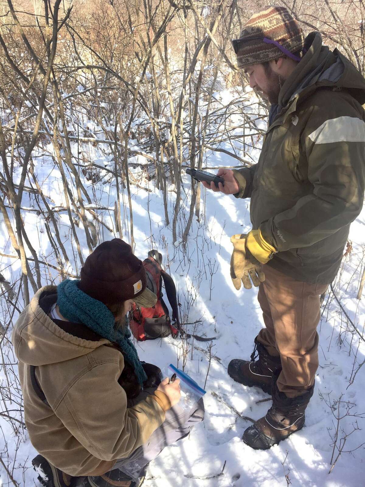 A group of ?“citizen scientists?” helped collect rabbit droppings at Macricostas Preserve in Washington last winter.