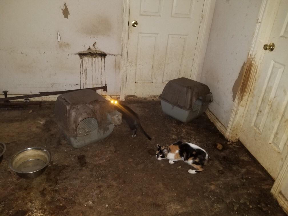Animal control removes more than 100 cats from New Caney home