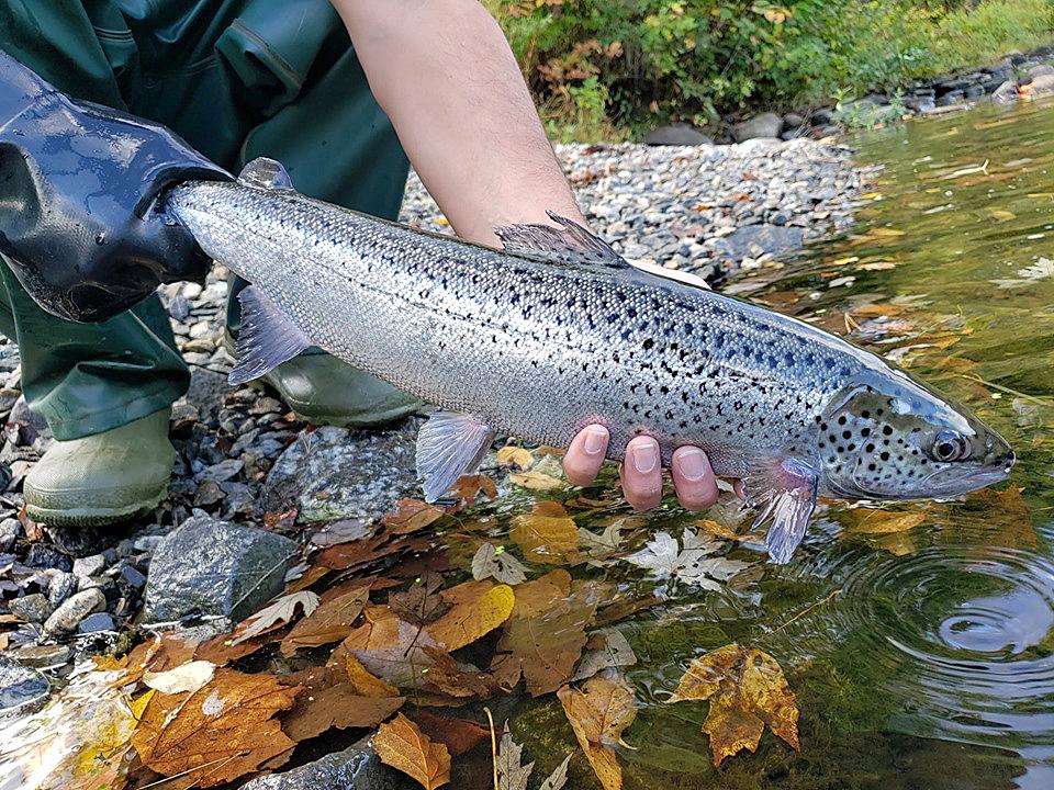 Семга белого моря. Салмон-Ривер. The Atlantic Salmon. Лосось садковый. Семга крупная.