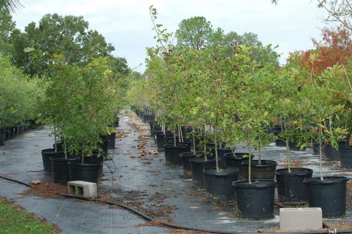 Trees donated by Trees for Houston wait to be planted at the Clear Lake City Exploration Green Conservancy tree nursery. A volunteer workday is scheduled for Saturday, Oct. 26 to repot trees that need it and remove weeds from the containers. For details, contact Jerry Hamby at jhamby4@comcast.net.
