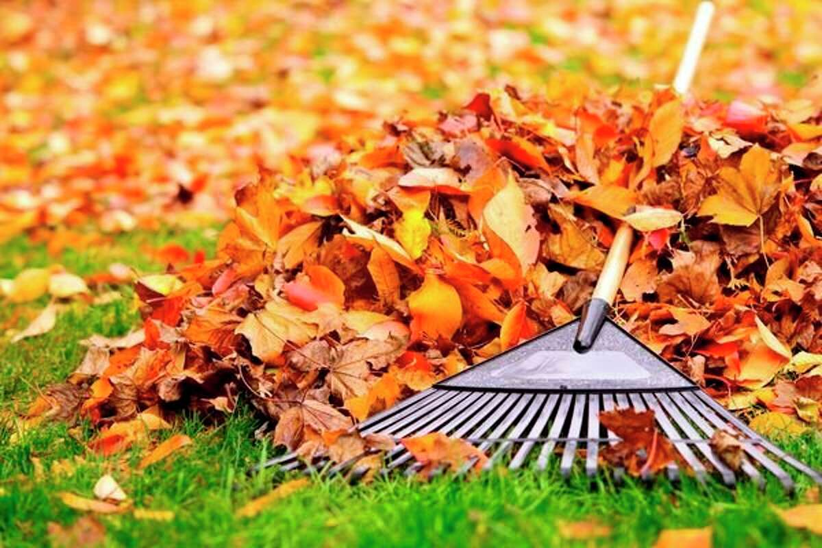 According to a press release, residents are discouraged from using plastic bags for their leaves. Instead, they are asked to keep them loose and in a pile. (Courtesy photo)