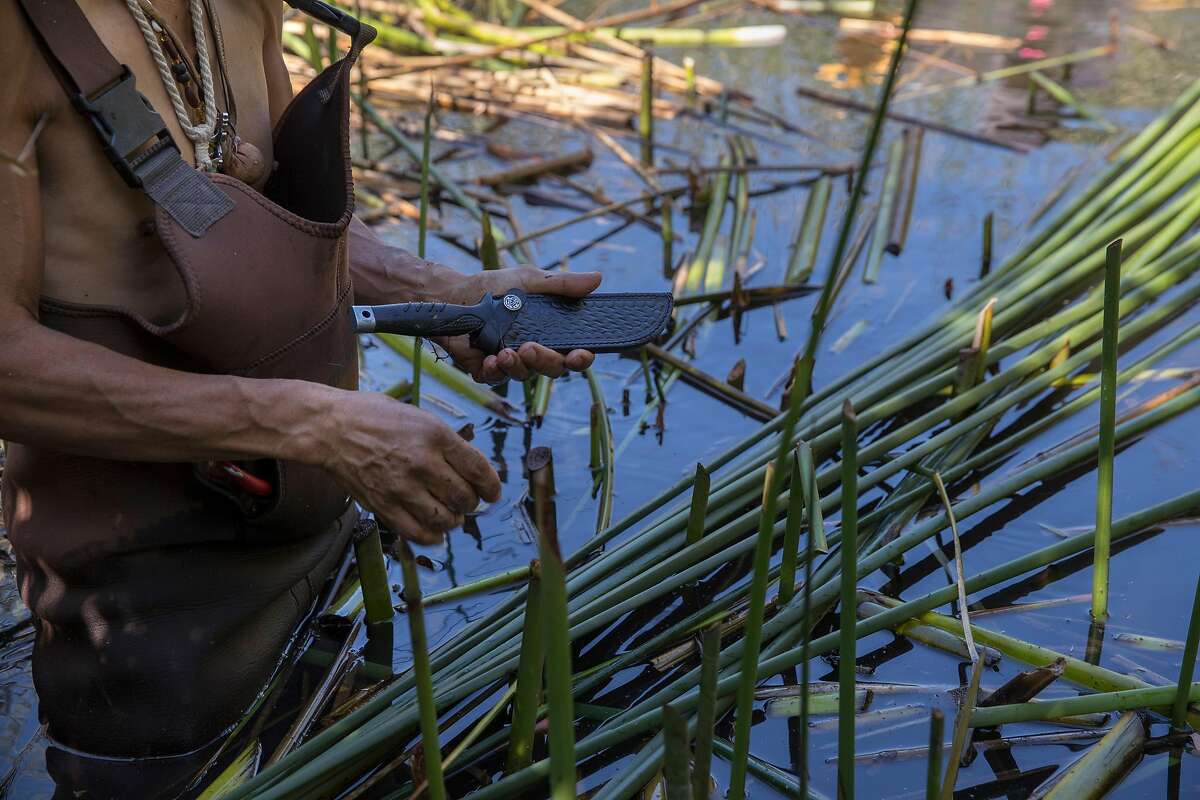 Antonio Moreno, an Ohlone Indian, harvests tule reeds from Mountain Lake with the help of the Presidio Trust, to build a traditional Ohlone boat in San Francisco, Calif., on Wednesday, September 25, 2019. He and other members of the tribe will paddle to Alcatraz Island on Indigenous Peoples’ Day to commemorate the occupation of the island by local Indian tribes in 1969.
