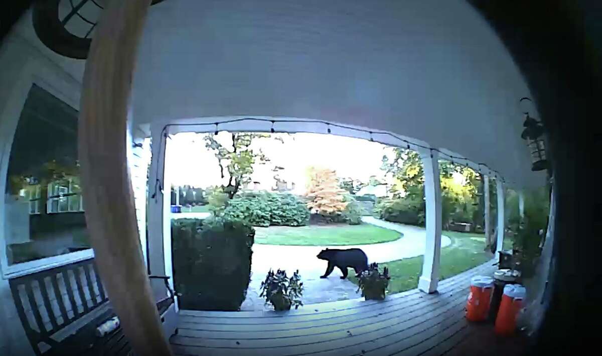 This bear was spotted going across a front yard on Shadow Lane Saturday afternoon.