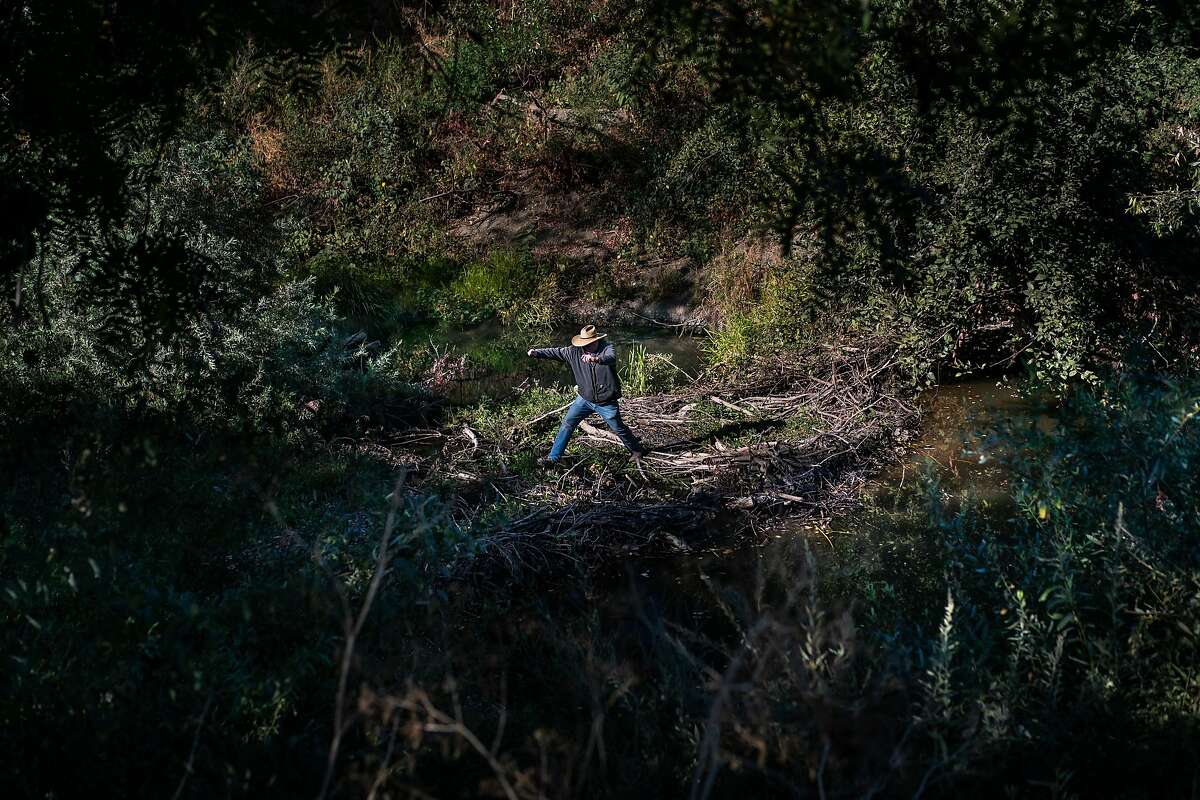 Farmer Tom Gamble hops from a beaver dam that was formed when farmers gave up some land to allowed the natural flow of the Napa River on Saturday, Oct. 5, 2019, in Napa, Calif.