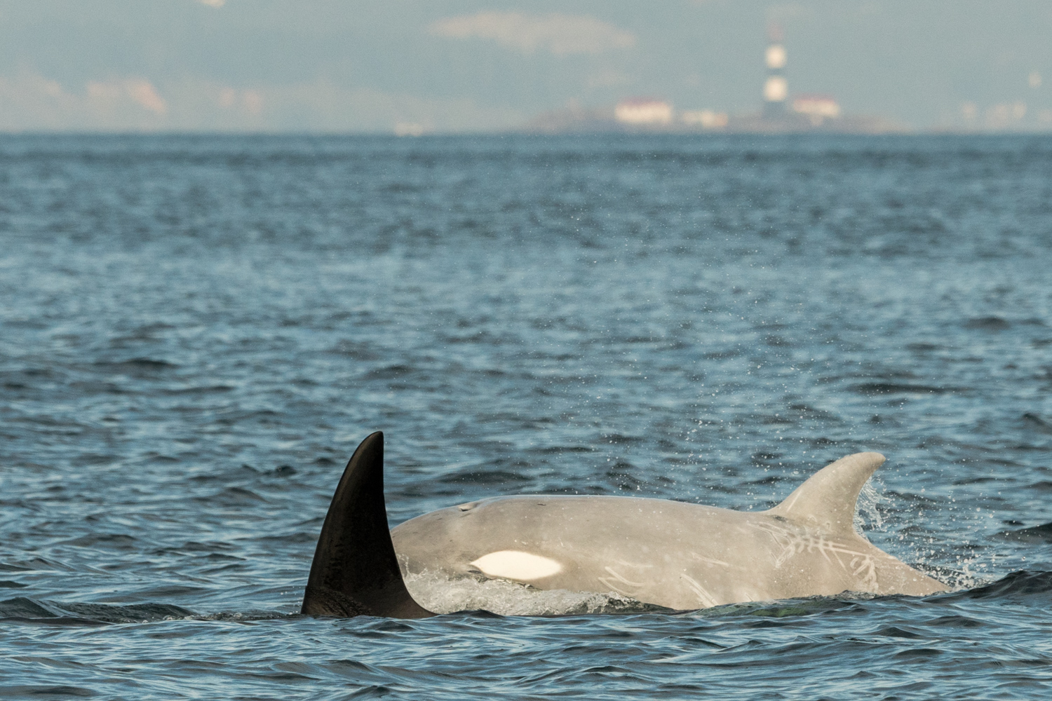 Rare white orca among transient killer whales spotted in Washington