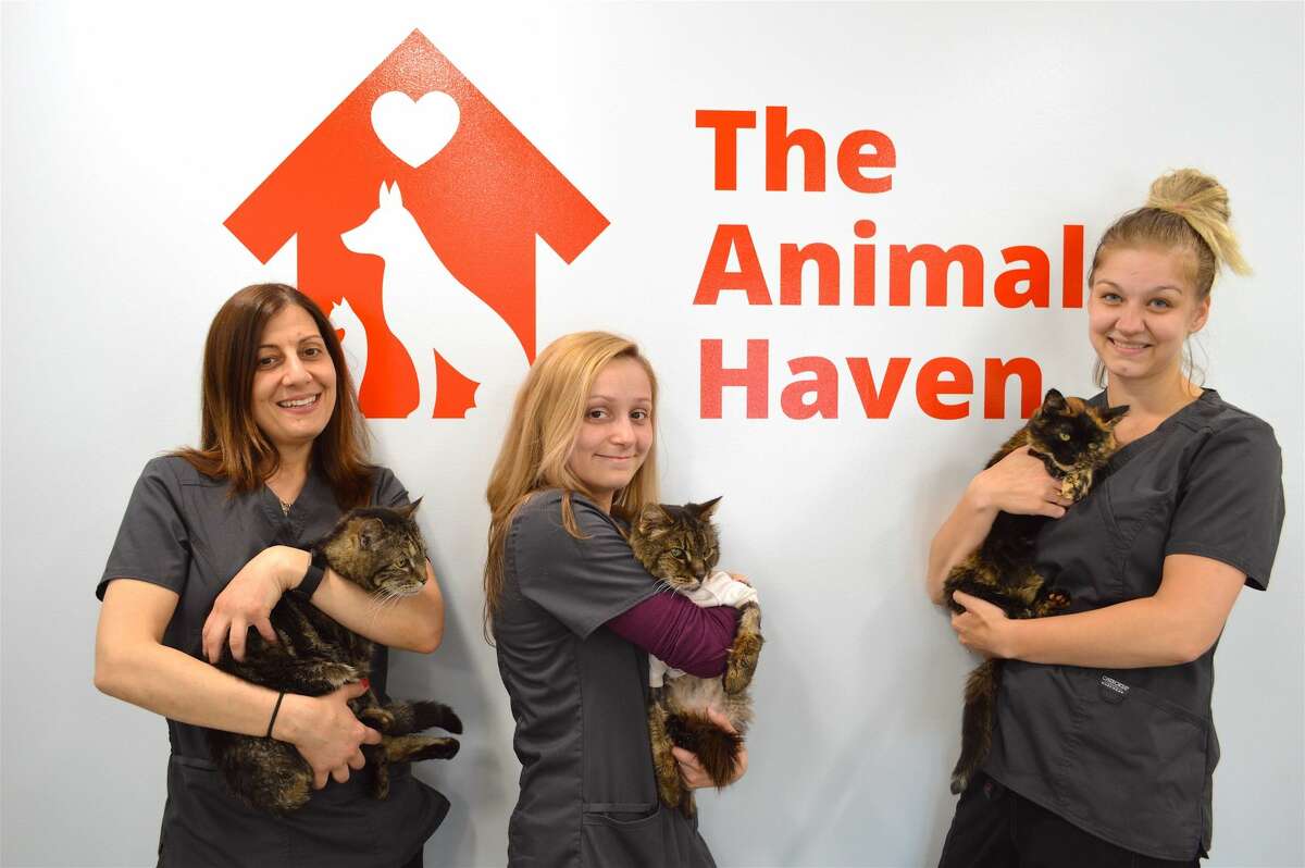 Members of The Animal Haven's dedicated staff and some residents, including, from left, Michelle DeRose, manager, with Missy, Kaitlyn Wahl, kennel assistant, with Henry, and Alysa MacDonald, kennel assistant, with Valentina.