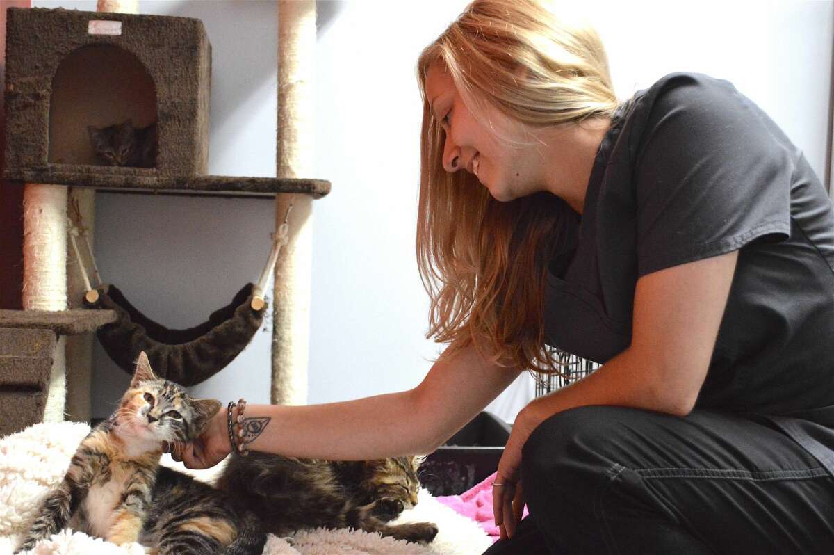 Kaitlyn Wahl, a kennel assistant at the Animal Haven, with a cat buddy.