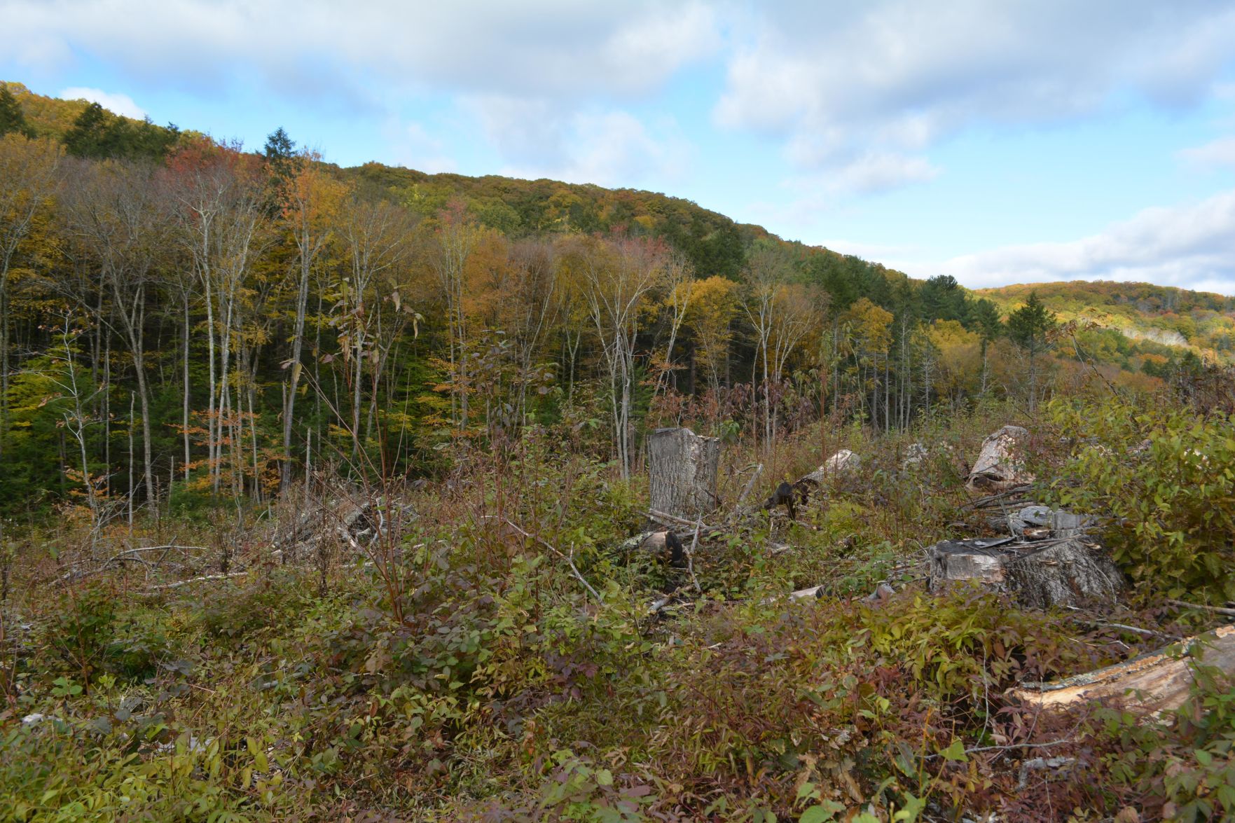 Burlington sawmill busy as state finds uses for fallen trees