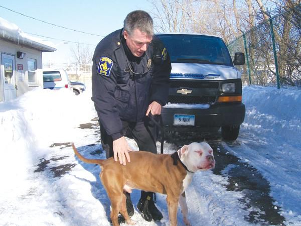 stray dog animal control