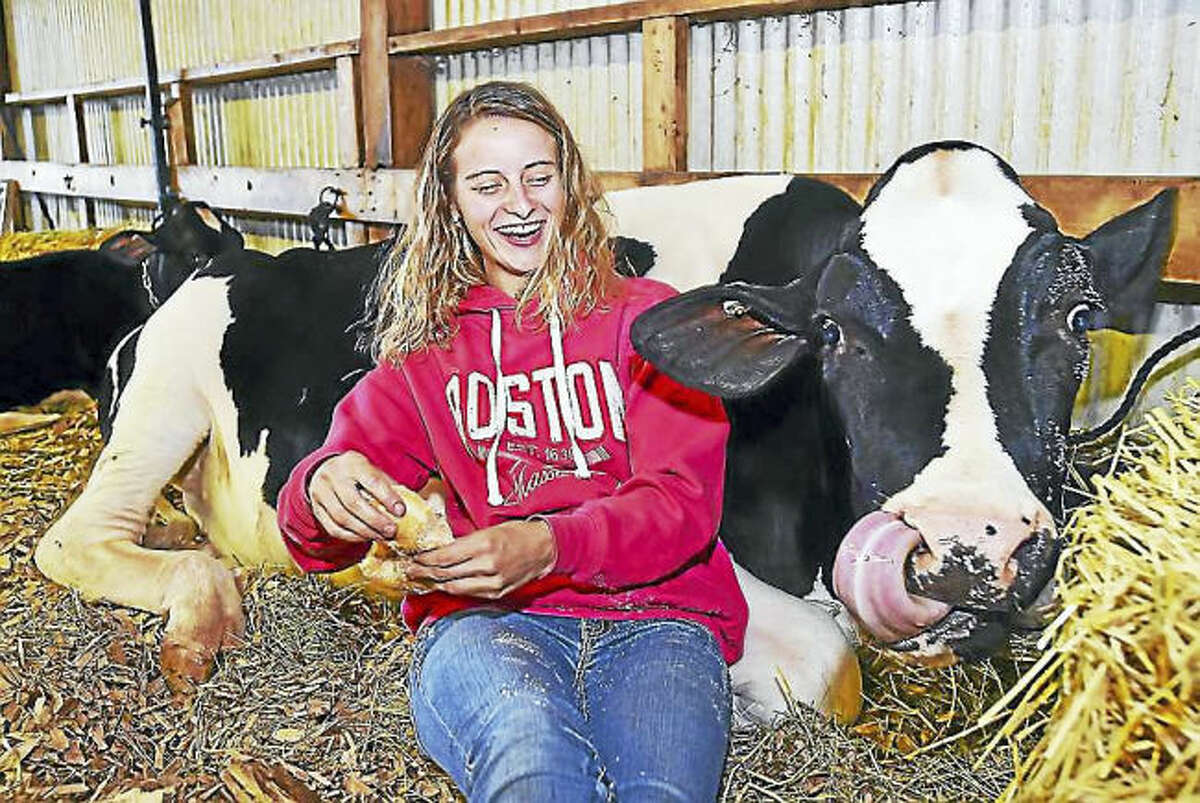 Photo by Catherine Avalone / Hearst Connecticut Media Meriden resident Victoria Footit, 17, feeds a doughnut to Turquoise, her 19-month old Holstein at the 75th annual North Haven Fair, Saturday at the North Haven Fairgrounds at 290 Washington Ave. in North Haven. Footit said her family raises 40 heads of dairy and beef cows.