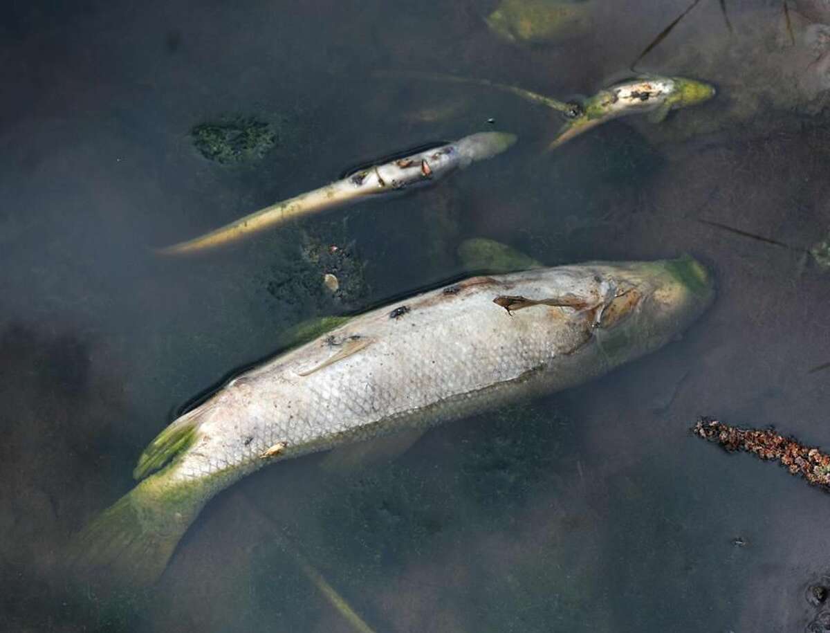 North Haven— Dead fish float on the surface of a pond along 8-Mile Brook in North Haven along Rimmon Road, Friday afternoon following the large brush fires in North Haven this week. Photo- Peter Casolino/New Haven Register 04/20/12