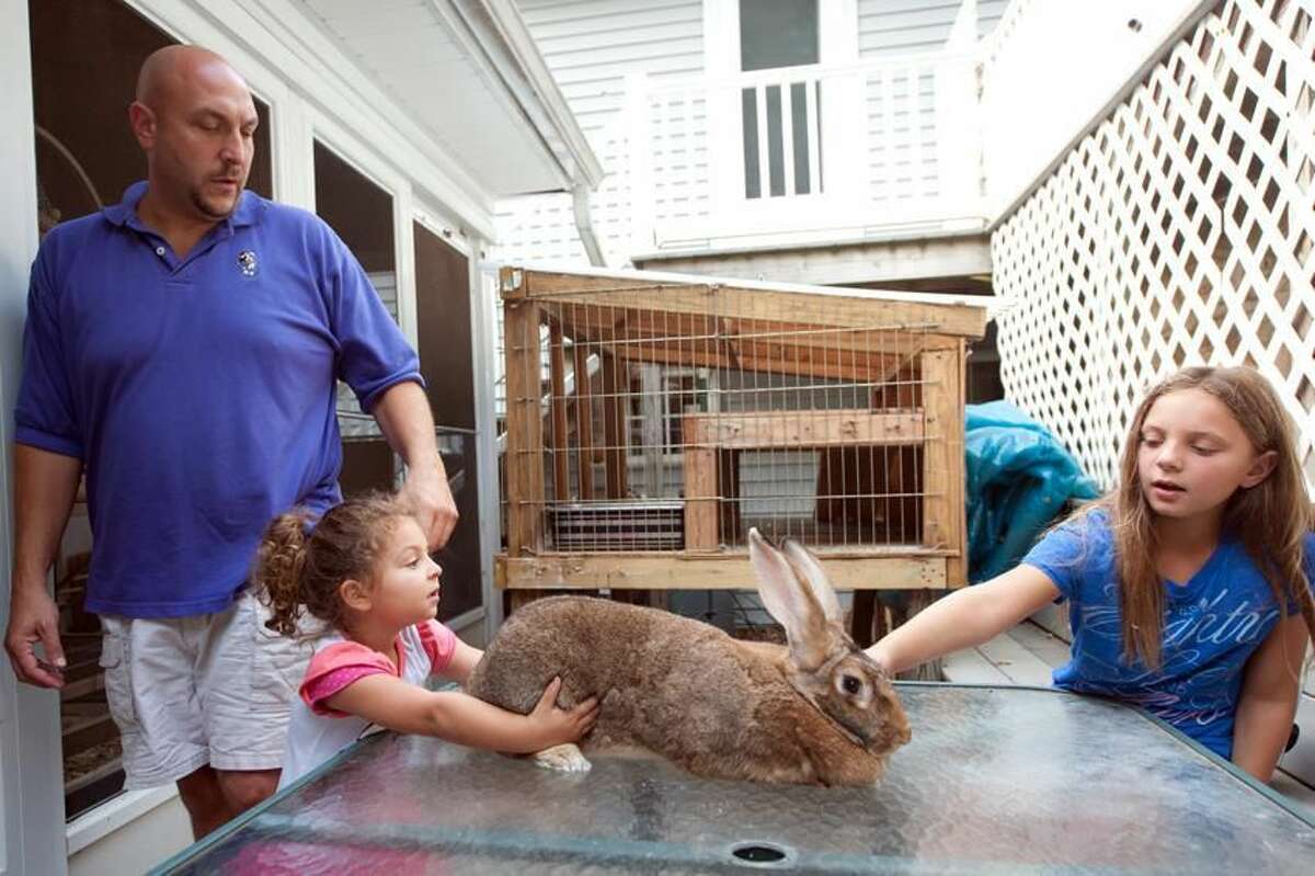 Josh Lidsky, Madison, 3, and Kayden 7, of 53 Susan Lane in North Haven pet Sandy the bunny. Sandy is at the center of a blight snafu involving the family, the bunny and town officials. VM Williams/Register