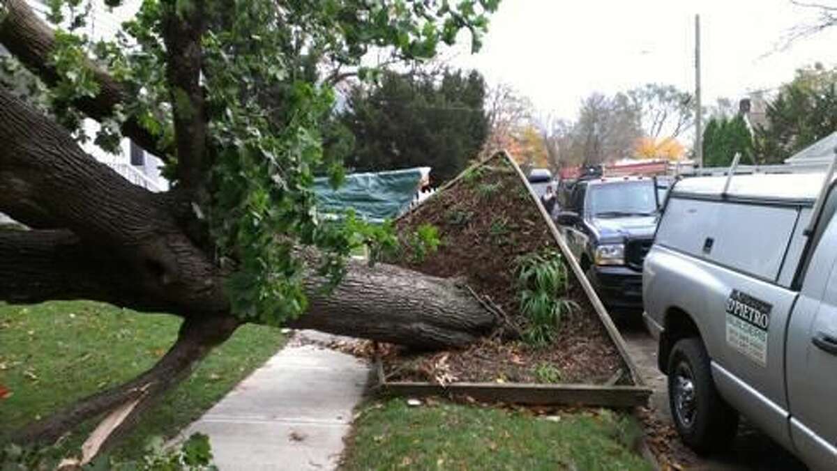 A downed tree at 163 Harmon Street in Hamden