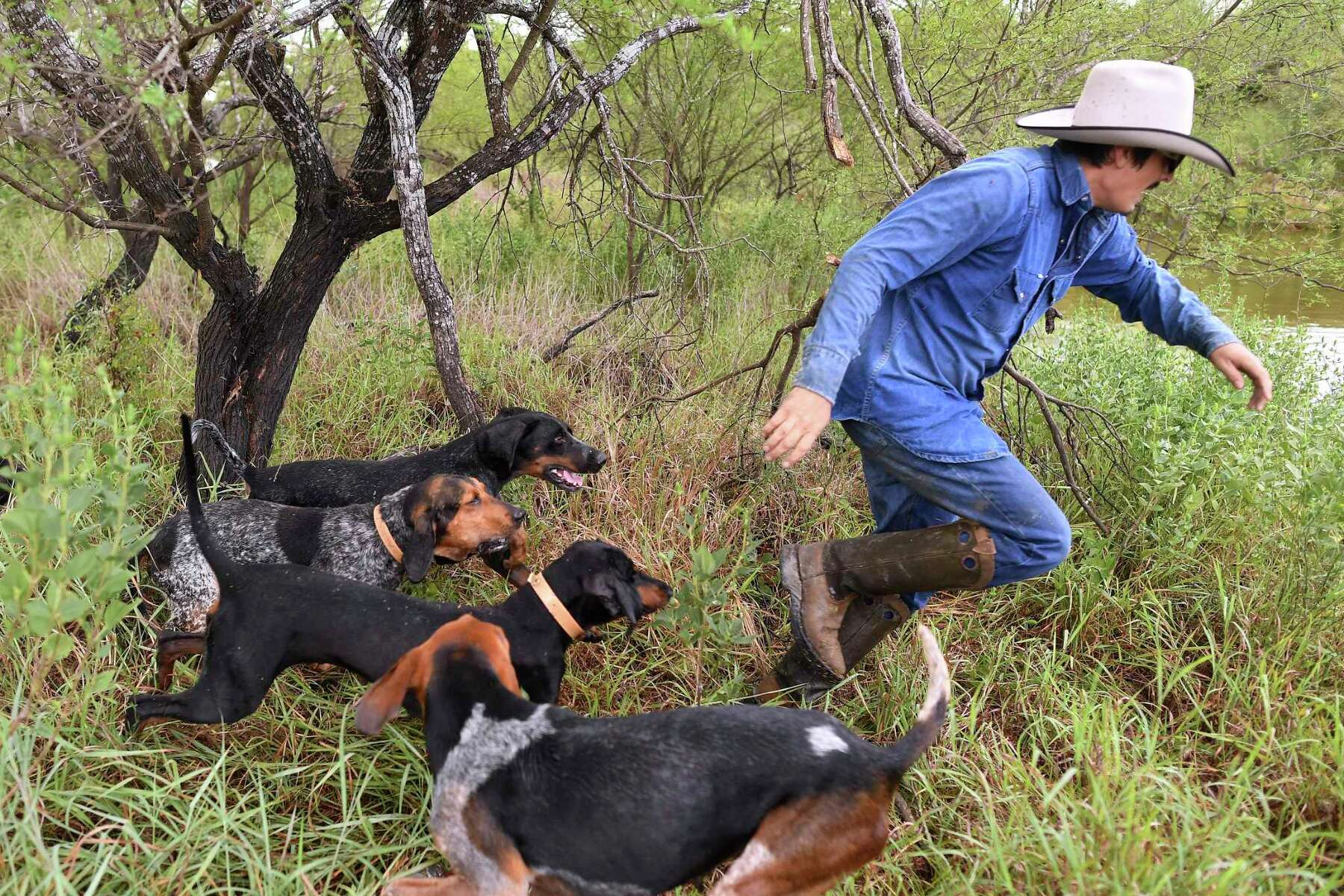 Is It Illegal To Breed Dogs In Texas