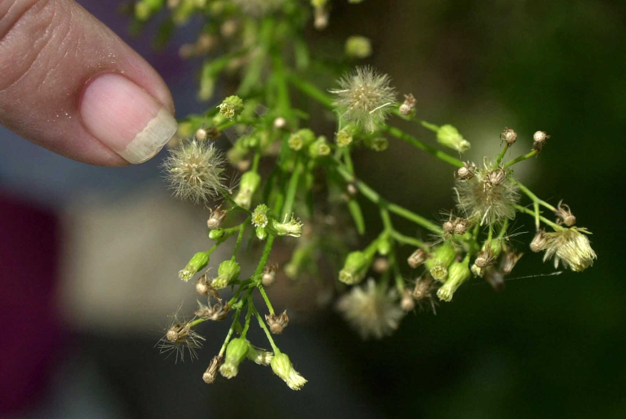 How To Navigate Houston S Endless Allergy Season