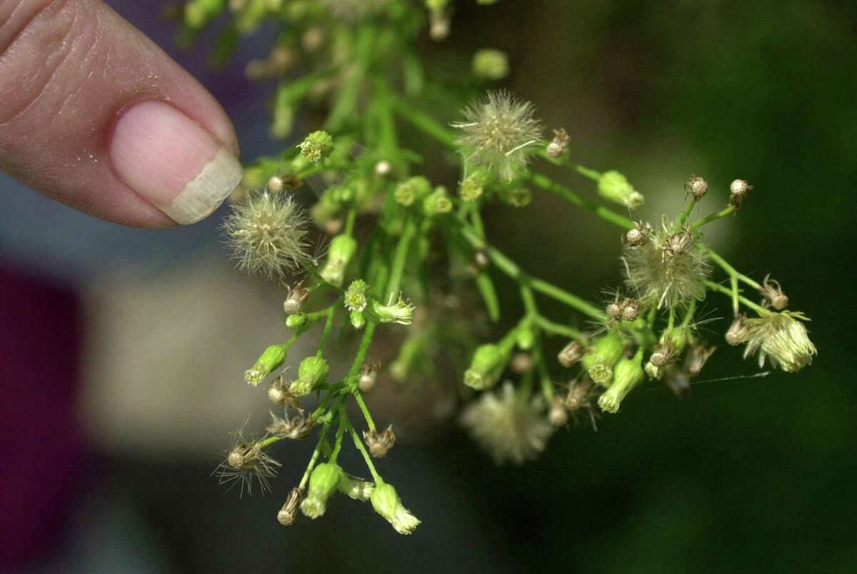 Tree pollen in the spring, weed pollen in the fall. Is Houston’s allergy season truly endless?