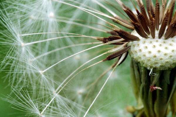 How To Navigate Houston S Endless Allergy Season