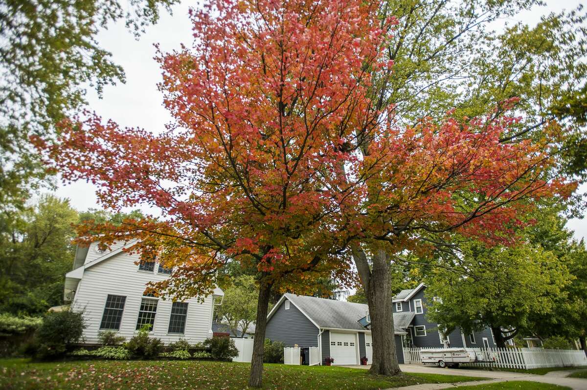 Brightly colored leaves are spotted in Midland Oct. 15, 2019. (Katy Kildee/kkildee@mdn.net)