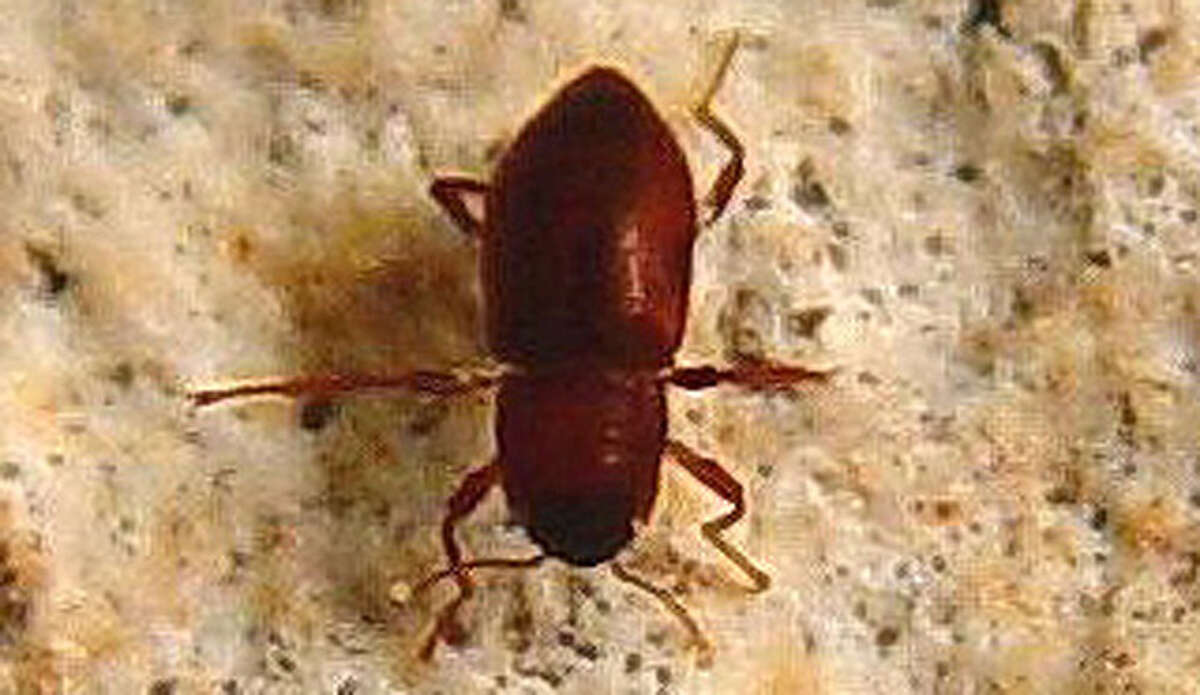 Austin, San Marcos and Kyle join two groups in threatening to sue Houston pipeline operator Kinder Morgan in a row over a natural pipeline project in the Texas Hill Country and eight endangered and threatened species found only in the Edwards Aquifer – Comal Springs Riffle Beetle.