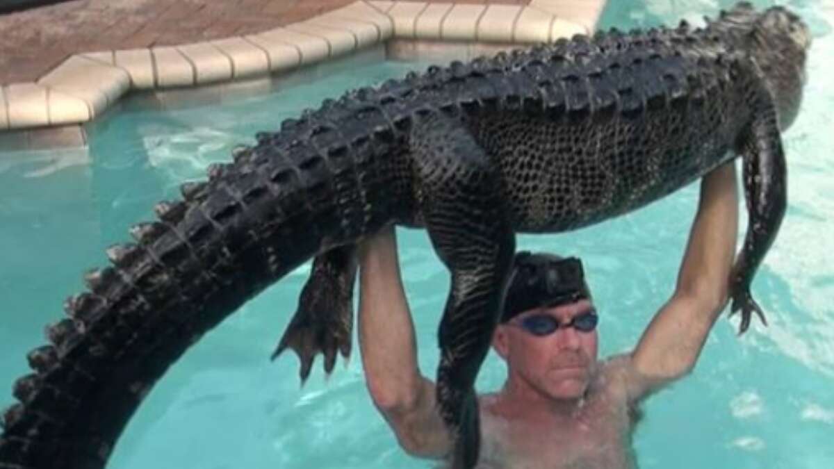 11-foot alligator found swimming in pool at Florida home