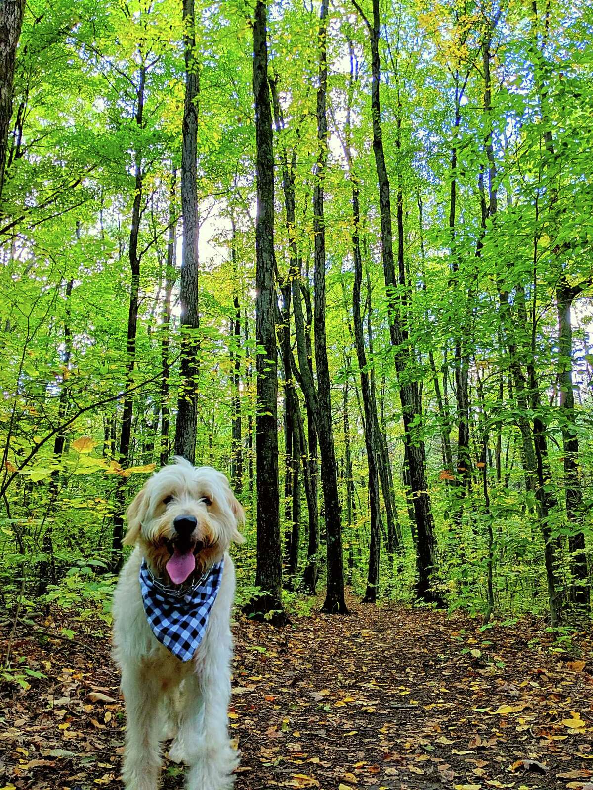 In September the Boswell family took a hike on the trails at Clifton Park's Kinns Road Park, a trip that included their one-year-old golden doodle Murphy and their daughter Chloe. (Robert Boswell Jr.)