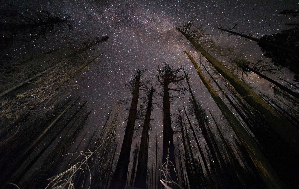 Three dead giant sequoias damaged in the Pier Fire of 2017, lower middle, remain standing in a small grove with the Milky Way visible above in the Sequoia National Forest near Springville, Calif., on Monday, August 26, 2019.