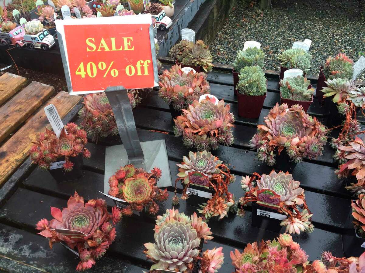 This assortment of succulents, photographed Aug. 21, 2019, were marked down 40 percent at Bayview Farm & Garden, a grower-retailer operation located near Langley, Wash. Late summer and early fall are great times of the year to shop at garden centers because they typically mark down their off-season inventories rather than cart them indoors for overwintering. (Dean Fosdick via AP)