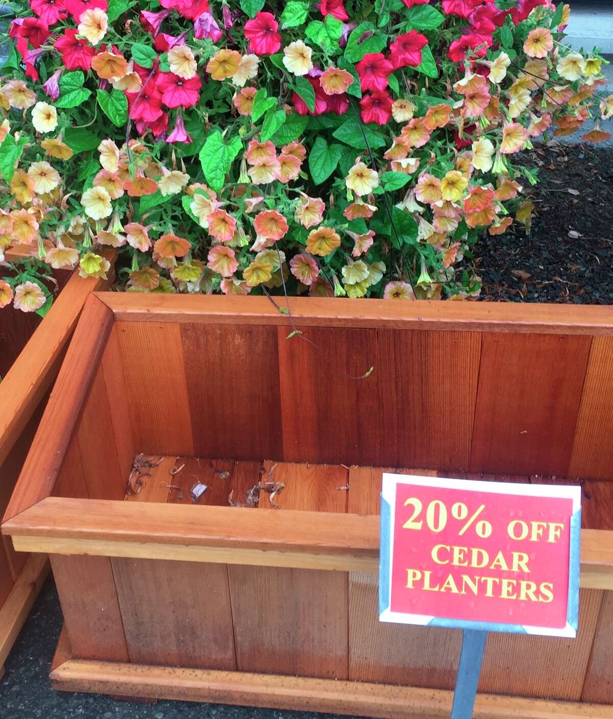 These cedar planters, photographed Aug. 21, 2019, at Bayview Farm & Garden near Langley, Wash., were included among the many items marked down during its annual late season progressive sale. Fall is the best time of the year to get new trees, shrubs and perennials into the ground before cold weather sets in. It's often the best time to buy them, too. (Dean Fosdick via AP)