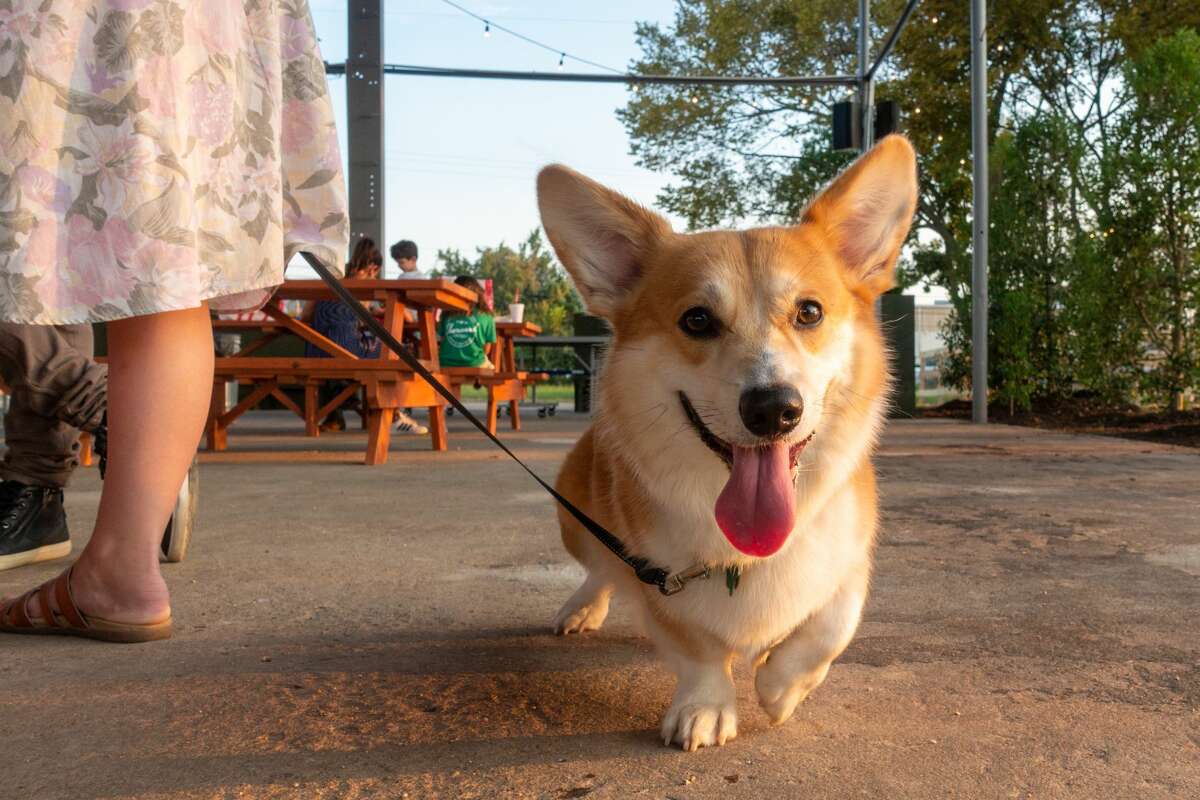 The Powder Keg bar with volleyball courts, dog park opens in West Houston